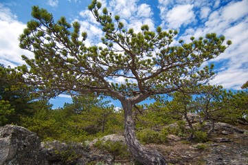 Fototapeta premium pine