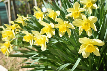 yellow daffodils in the garden