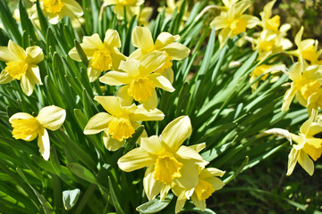 yellow daffodils in the garden