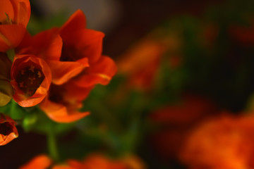 red rose on black background