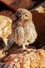 Little owl, Athene noctua, young perched on a rock looking curiously at the camera.