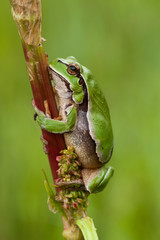 European tree frog, Hyla arborea, perched in a reed on a uniform green background.