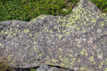 Moss, fungus on stone closeup . Stone with patterns. Stone with moss. Stones boulders covered with moss and fungus.