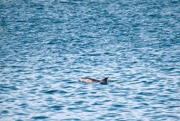 Naklejka premium sea