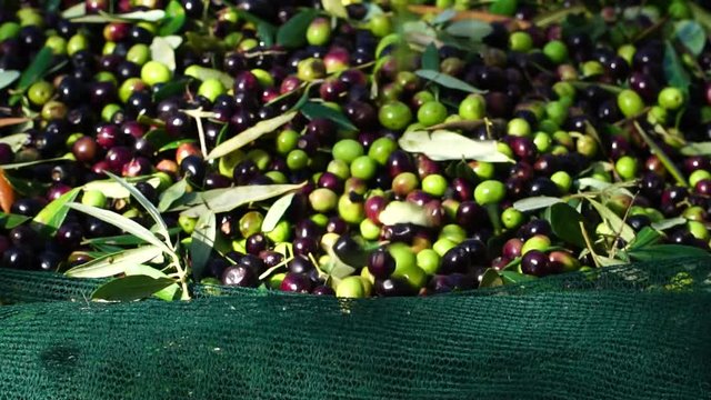 Raccolta oliva