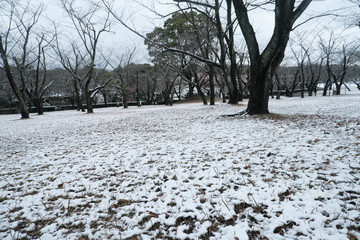 雪融けの自然