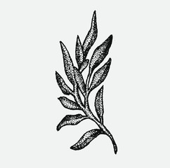 hand drawn monochrome botanical style plant vector illustrations in stippling technique . simple isolated floral and herb elements for graphic design, invitations, posters, tattoos. 