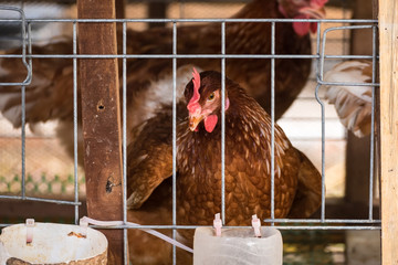 Eggs Chickens ,hens in cages industrial farm.