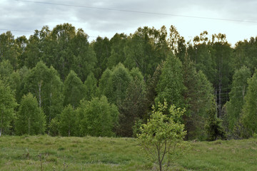 Obraz premium landscape with trees and blue sky
