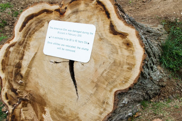 American Elm Tree Stump with Sign