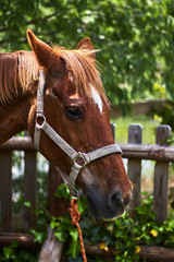 Portrait of a beautiful brown horse