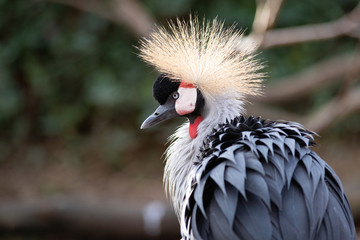 Retrato de una grulla coronada (Balearica regulorum)