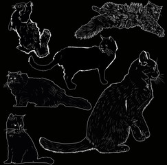 isolated on black six furry cats outlines