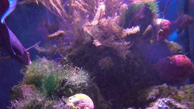 Guban Coris fish clown swims among corals