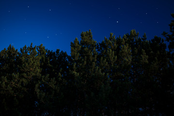 Dark scene with with tall pine cone trees and copy space. Illustration with fairytale look and feel. Night shot of evergreen forest with visible stars.