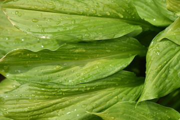 water drops on green leaf