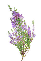 blossoming lush fine lilac heather isolated branch - obrazy, fototapety, plakaty