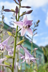 purple flower in the garden in the raindrops
