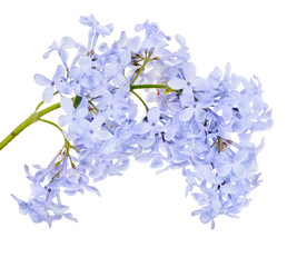 light blue lilac blossoming branch isolated on white