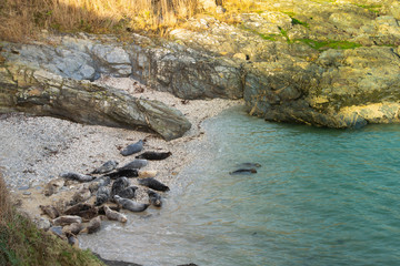 Seals in Cornwall
