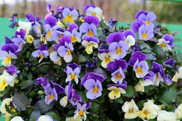 花　すみれ　パンジー　春