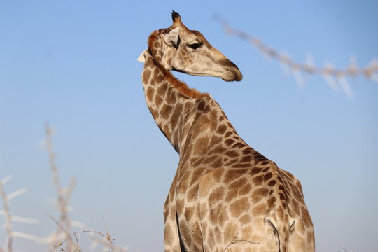 Giraffe in Namibia