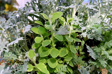 Obraz premium 観葉植物 ハーブ 緑 癒し