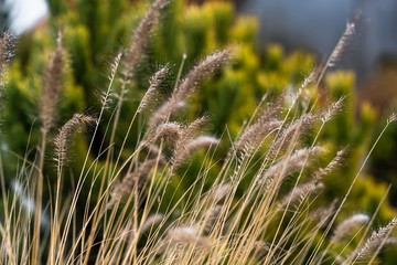 Ripe spikelets of ripe wheat. Closeup spikelets on a wheat field against a blue sky and white clouds. Harvest concept. The main focus is on the spikelets, foreground.