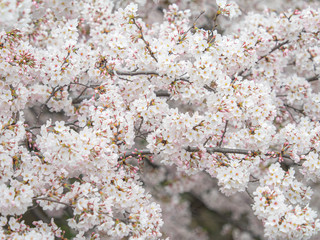  桜 cherryblossom 51