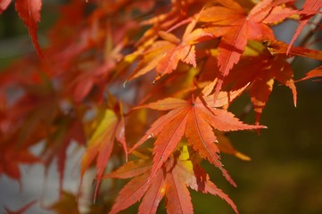 maple leaves in autumn . autumn foliage in japan. sun shine on orange maple leaves