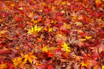 colourful of maple leaves in autumn.colour bright  of fall maple leaves in japan