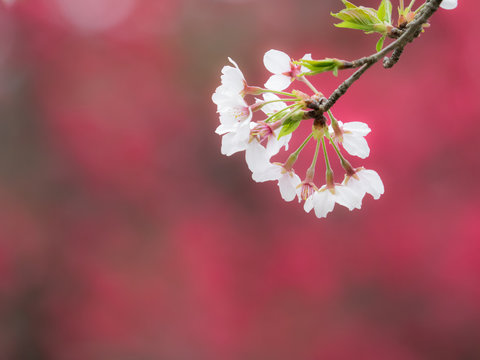  桜 cherryblossom 47