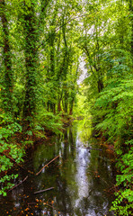 Scenic forest creek. Austria