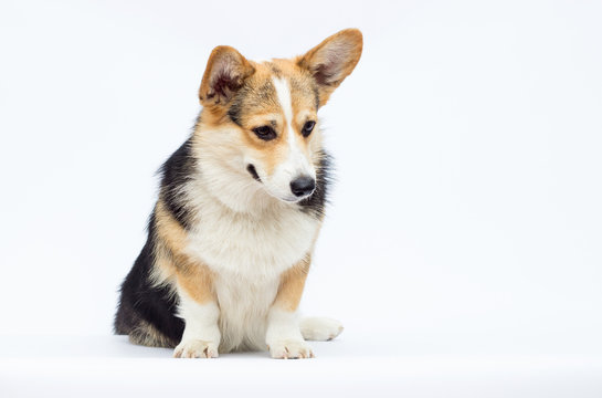 dog looking down, welsh corgi pembroke breed