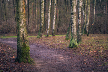 Birch forest in autumn in Zalesie Gorne near Piaseczno, Poland