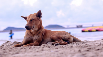 Lonely dog ​​with sand and sea
