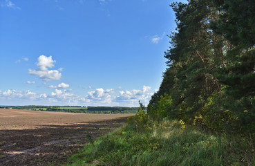 green field and blue sky