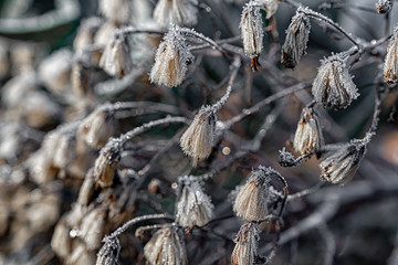  Makrofoto von Pflanzen im sonnigen frostigen Winter in Deutschland