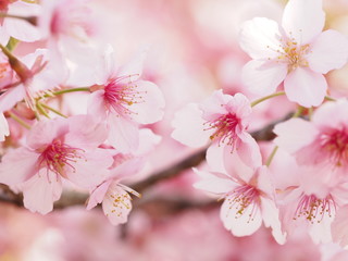 ピンク色が濃い大寒桜が満開な日本の春の風景