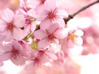 ピンク色が濃い大寒桜が満開な日本の春の風景