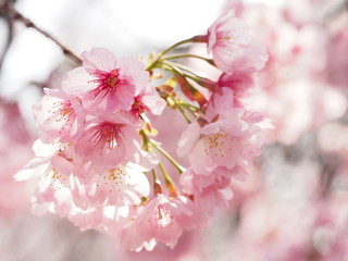 ピンク色が濃い大寒桜が満開な日本の春の風景