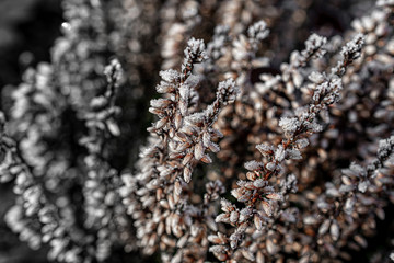  Makrofoto von Pflanzen im sonnigen frostigen Winter in Deutschland