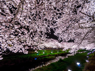 桜 cherryblossom 53