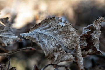  Makrofoto von Pflanzen im sonnigen frostigen Winter in Deutschland