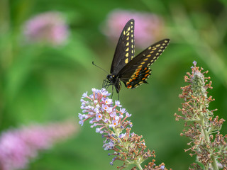 Fototapeta na wymiar Black swallowtail butterfly in summer