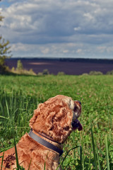 Cocker Spaniel dog walks in the field