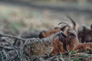  Makrofoto von Pflanzen im sonnigen frostigen Winter in Deutschland