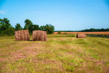 rural landscape with a straw roll on field of ripe wheat in Russia