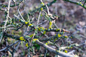 Lichens, green fungi and blue algae, as growths on the bark of trees and logs from high humidity in the spring, after the winter period and rainy days