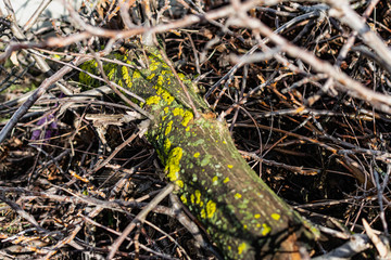 Lichens, green fungi and blue algae, as growths on the bark of trees and logs from high humidity in the spring, after the winter period and rainy days